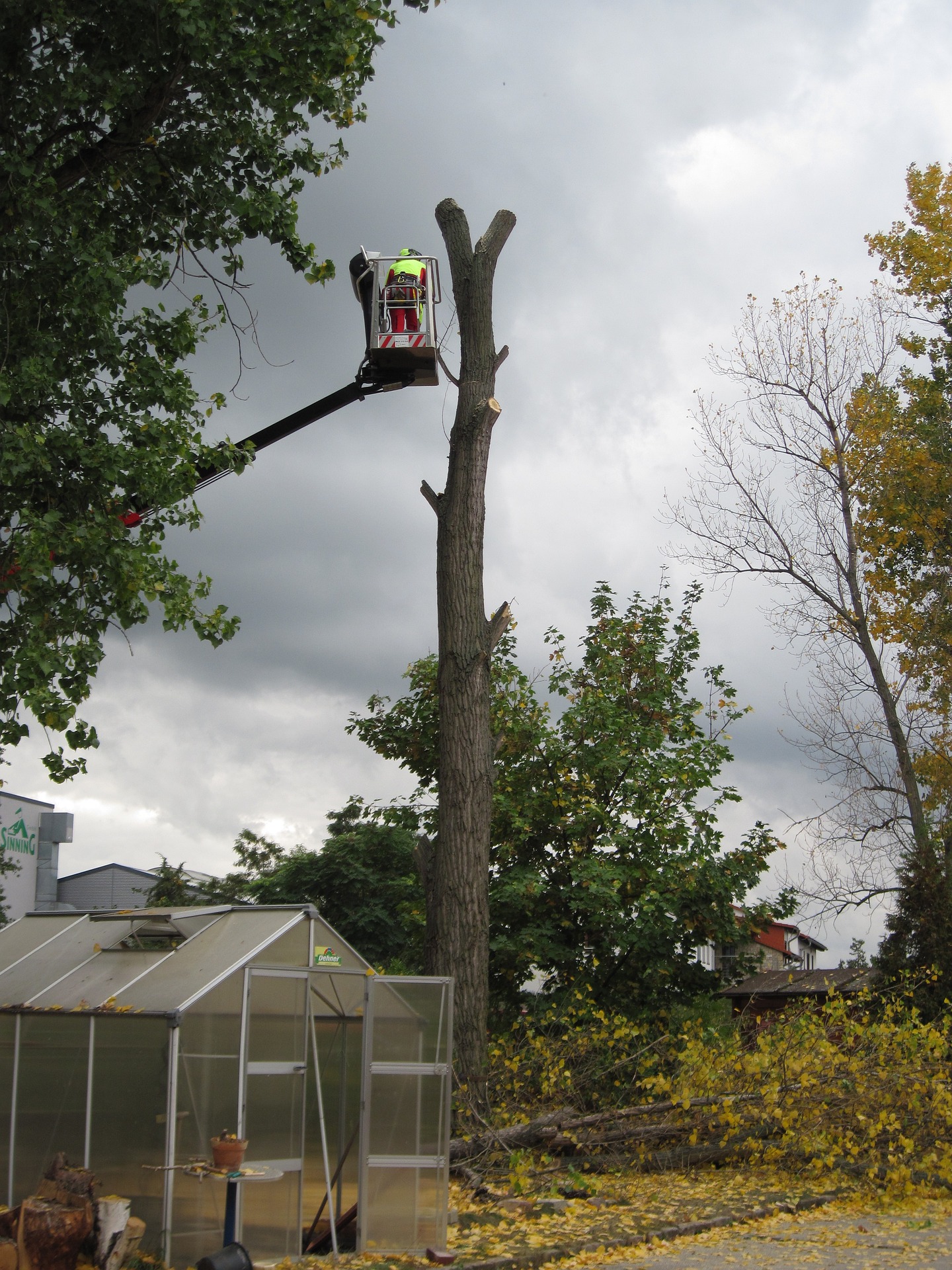 Baumpflege Baumfällung