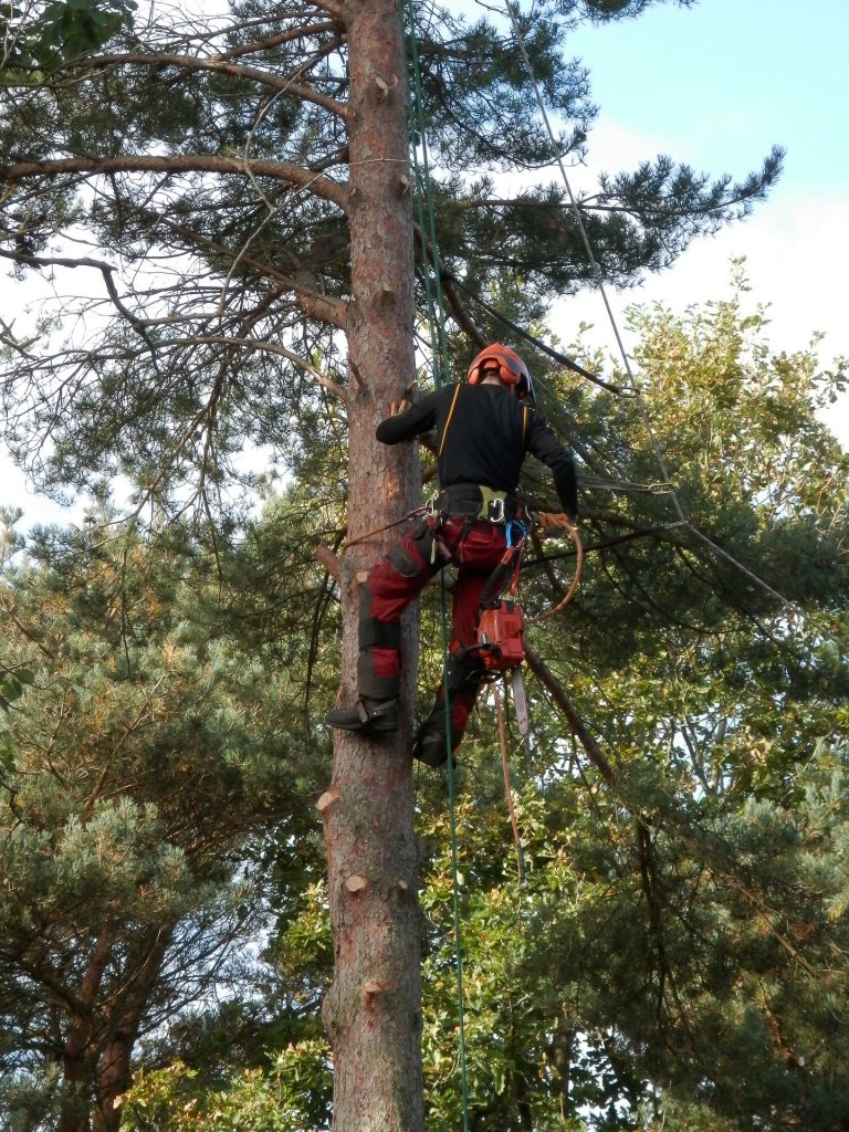 Baumpflege Pinneberg